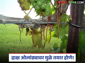 द्राक्ष ओलांड्यावर मुळे कसे तयार होतात? त्यावर उपाय काय?  - Marathi News | Latest News Draksh Bag Olandya mule How do roots form on grape farming see solution | Latest News at Lokmat.com
