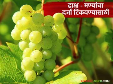लांबलचक मणी, योग्य साखर, मण्यांची विरळणी, द्राक्ष मण्यांचा दर्जा वाढवण्यासाठी महत्त्वाच्या टिप्स - Marathi News | Latest News Important tips to improve the quality of grape seeds, know in detail | Latest News at Lokmat.com लांबलचक मणी, योग्य साखर, मण्यांची विरळणी, द्राक्ष मण्यांचा दर्जा वाढवण्यासाठी महत्त्वाच्या टिप्स - Marathi News | Latest News Important tips to improve the quality of grape seeds, know in detail | Latest News at Lokmat.com