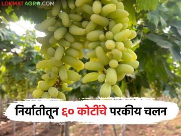 यंदा २० देशांमध्ये ६ हजार टन द्राक्ष निर्यात; निर्यातीच्या द्राक्षांना काय मिळतोय दर? - Marathi News | 6,000 tons of grapes exported to 20 countries this year; What is the price being paid for the exported grapes? | Latest News at Lokmat.com