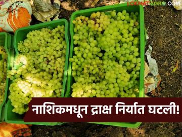 द्राक्षांची निर्यात 23 हजार मेट्रिक टनाने घटली; हंगामाच्या शेवटपर्यंत द्राक्षाचे भाव किलोला किती रुपये राहतील? - Marathi News | Latest News Grape exports decreased by 23 thousand metric tons; loss of 700 crores, what are the reasons? | Latest News at Lokmat.com