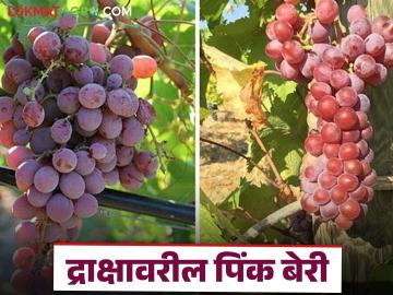 Pink Berry Grapes : द्राक्ष बागेवर पिंक बेरी का येतो, यावर उपाययोजना काय करावी, वाचा सविस्तर - Marathi News | Latest News Symptoms and remedies for Pink Berry disease in grape farm see details | Latest News at Lokmat.com Pink Berry Grapes : द्राक्ष बागेवर पिंक बेरी का येतो, यावर उपाययोजना काय करावी, वाचा सविस्तर - Marathi News | Latest News Symptoms and remedies for Pink Berry disease in grape farm see details | Latest News at Lokmat.com