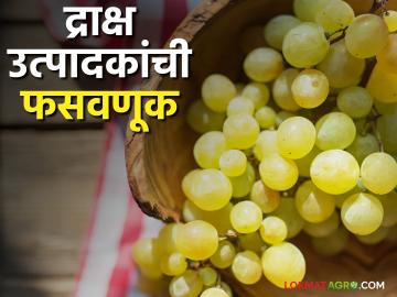 Grape Export Fraud : द्राक्ष एक्स्पोर्ट करण्याच्या नावाखाली फसवणूक, जाणून घ्या सविस्तर  - Marathi News | Latest News agriculture News Fraud in name of grape export in chandwad, know in detail  | Latest News at Lokmat.com