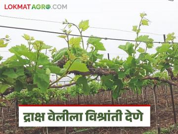 Grape Farming : द्राक्ष वेलींसाठी विश्रांती देणे का आवश्यक असते? वाचा सविस्तर - Marathi News | Latest News Grape Farming necessary to provide proper rest for grape farming Read in detail | Latest News at Lokmat.com Grape Farming : द्राक्ष वेलींसाठी विश्रांती देणे का आवश्यक असते? वाचा सविस्तर - Marathi News | Latest News Grape Farming necessary to provide proper rest for grape farming Read in detail | Latest News at Lokmat.com