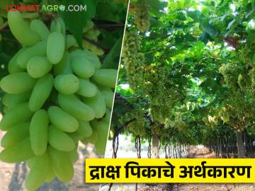 द्राक्षांच्या उत्पादन खर्चामध्ये तिपटीने वाढ; समजून घेऊया द्राक्ष पिकाचं अर्थशास्त्र - Marathi News | A three time increase in production costs of grapes; Let us understand the economics of grape crop | Latest News at Lokmat.com