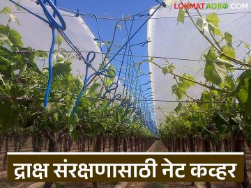 द्राक्षांच्या घडांची प्रतवारी खराब होऊ नये म्हणून पांढरे आच्छादन, वाचा सविस्तर  - Marathi News | Latest News Draksh Baga White covering to prevent spoilage of grape bunches, read in detail | Latest News at Lokmat.com