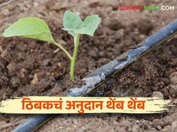 Thibak Sinchan Anudan : ठिबक सिंचन योजना.. रखडलेल्या अनुदानाचा लाभ कधी मिळणार? - Marathi News | Thibak Sinchan Anudan : Drip Irrigation Scheme.. When will the benefit of stalled subsidy be available? | Latest News at Lokmat.com Thibak Sinchan Anudan : ठिबक सिंचन योजना.. रखडलेल्या अनुदानाचा लाभ कधी मिळणार? - Marathi News | Thibak Sinchan Anudan : Drip Irrigation Scheme.. When will the benefit of stalled subsidy be available? | Latest News at Lokmat.com