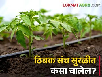 Drip Irrigation फळझाडांसाठी ठिबक सिंचन केलंय? हे करा झाडांना कमी पडणार नाही पाणी - Marathi News | Use drip sets carefully to save fruit trees | Latest agriculture News at Lokmat.com