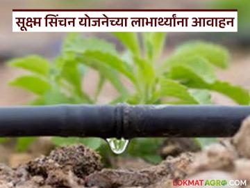 सूक्ष्म सिंचन योजनेच्या लाभासाठी अर्ज सादर करा, 25 टक्क्यांपासून 90 टक्क्यांपर्यंत अनुदान - Marathi News | Latest News Submit application for the benefit of micro irrigation scheme see details | Latest News at Lokmat.com सूक्ष्म सिंचन योजनेच्या लाभासाठी अर्ज सादर करा, 25 टक्क्यांपासून 90 टक्क्यांपर्यंत अनुदान - Marathi News | Latest News Submit application for the benefit of micro irrigation scheme see details | Latest News at Lokmat.com