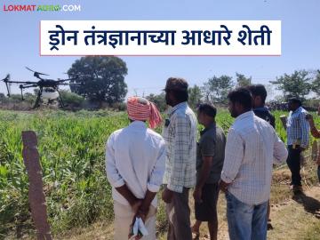 Drone For farming : पिकांवरील औषध फवारणीसाठी ड्रोनचा वापर का? काय आहेत फायदे? - Marathi News | Latest News agriculture News Drone spraying of pesticides increased on crops read in detail | Latest News at Lokmat.com Drone For farming : पिकांवरील औषध फवारणीसाठी ड्रोनचा वापर का? काय आहेत फायदे? - Marathi News | Latest News agriculture News Drone spraying of pesticides increased on crops read in detail | Latest News at Lokmat.com