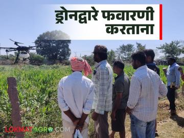 Drone Spraying : ड्रोनद्वारे फवारणी करताना 'या' गोष्टींची काळजी हमखास घ्या, वाचा सविस्तर  - Marathi News | Latest News While spraying with drones, take care of these things, read in detail | Latest News at Lokmat.com