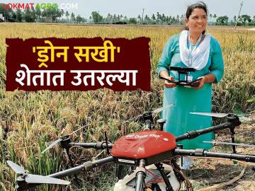 Drone Sakhi : शेतीत ड्रोन युगाची सुरुवात; 'ड्रोन सखी'मुळे महिलांना मिळणार रोजगार वाचा सविस्तर - Marathi News | latest news Drone Sakhi: The beginning of the drone era in agriculture; 'Drone Sakhi' will provide employment to women Read in detail | Latest News at Lokmat.com Drone Sakhi : शेतीत ड्रोन युगाची सुरुवात; 'ड्रोन सखी'मुळे महिलांना मिळणार रोजगार वाचा सविस्तर - Marathi News | latest news Drone Sakhi: The beginning of the drone era in agriculture; 'Drone Sakhi' will provide employment to women Read in detail | Latest News at Lokmat.com