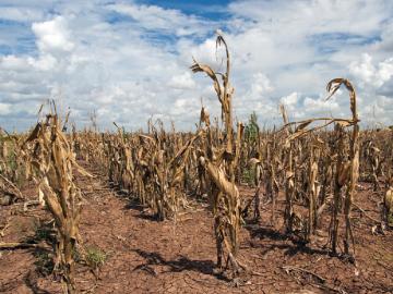 सप्टेंबरही कोरडाच जाण्याची शक्यता? - Marathi News | Is September likely to be dry? | Latest agriculture News at Lokmat.com