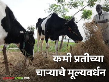 वाळलेला निकृष्ट दर्जाचा चारा होईल गुणवत्ता पूर्ण चविष्ट चारा; यासाठी चाऱ्याची 'हि' प्रक्रिया करा - Marathi News | Dried inferior fodder will become quality fully palatable fodder; for this process follow this step | Latest News at Lokmat.com