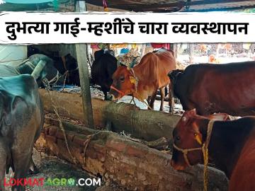Gayi-Mhashi Chara : दुभत्या गाई-म्हशींचे खाद्य-चारा व्यवस्थापन कसे करावे? जाणून घ्या सविस्तर  - Marathi News | Latest News dairy farming How to manage feed and fodder for dairy cows and buffaloes Learn in detail | Latest News at Lokmat.com