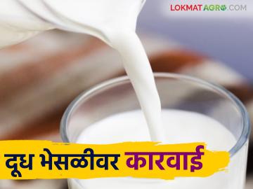 Dudh Bhesal : दुधाच्या भेसळप्रकरणी अन्न व औषधी प्रशासन अॅक्शन मोडवर - Marathi News | Dudh Bhesal : Food and Drug Administration in action mode over milk adulteration case | Latest News at Lokmat.com