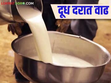 Dudh Dar : राज्यातील दूध उत्पादकांना दिलासा; गायीच्या दुध खरेदी दरात होतेय वाढ - Marathi News | Dudh Dar : Relief for milk producers in the state; Cow's milk purchase price is increasing | Latest News at Lokmat.com