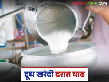 गाय व म्हैस दुधाच्या खरेदी दरात झाली वाढ; आता कोणत्या दुधाला किती मिळतोय दर? - Marathi News | Increase in purchase price of cow and buffalo milk; What price is being paid for which milk now? | Latest News at Lokmat.com