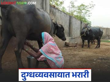 Dairy Business Story : ना शेती, ना कुठलं प्रशिक्षण, पण जिद्द मोठी, देवलाबाईंची दूध व्यवसायात भरारी! - Marathi News | Latest News Women Dairy Business Story Successful milk business of Devalabai of Gadchiroli see details | Latest News at Lokmat.com