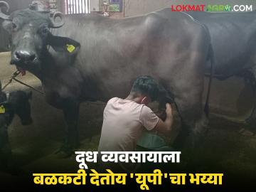 Dairy Farm Kolhapur : 'यूपी'मधला भय्या राबतोय गोठ्यात.. म्हणूनच आमचा दूध व्यवसाय थाटात - Marathi News | Dairy Farm Kolhapur : The labour from 'UP' is working in our cowshed.. that's why our milk business is booming | Latest News at Lokmat.com Dairy Farm Kolhapur : 'यूपी'मधला भय्या राबतोय गोठ्यात.. म्हणूनच आमचा दूध व्यवसाय थाटात - Marathi News | Dairy Farm Kolhapur : The labour from 'UP' is working in our cowshed.. that's why our milk business is booming | Latest News at Lokmat.com