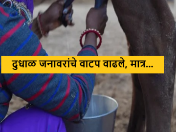 Agriculture News : दुधाळ गायी नावालाच, दूध उत्पादन जेमतेम, शासकीय याेजनेचे फलित काय?  - Marathi News | Latest News agriculture News Allocation of milch animals increased, but milk production barely | Latest News at Lokmat.com