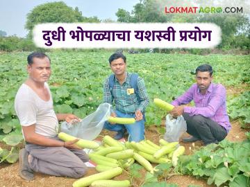 Farmer Success Story : नैसर्गिक शेतीतून कमावले लाखो; खुशाल कल्याणकर यांची प्रेरणादायी कथा वाचा सविस्तर - Marathi News | latest news Farmer Success Story: Earned lakhs through natural farming; Read the inspiring story of Khushal Kalyankar in detail | Latest News at Lokmat.com