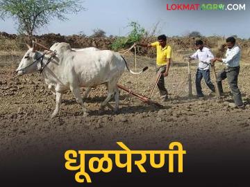 Dhulaperani : धुळपेरणीचा मुहूर्त! मृग नक्षत्रात शेतात कपाशीची लगबग वाचा सविस्तर - Marathi News | latest news Dhulaperani: The time for sowing of Dhulaperani! Read the details of the cotton sowing in the fields in the Mrig Nakshatra | Latest News at Lokmat.com Dhulaperani : धुळपेरणीचा मुहूर्त! मृग नक्षत्रात शेतात कपाशीची लगबग वाचा सविस्तर - Marathi News | latest news Dhulaperani: The time for sowing of Dhulaperani! Read the details of the cotton sowing in the fields in the Mrig Nakshatra | Latest News at Lokmat.com