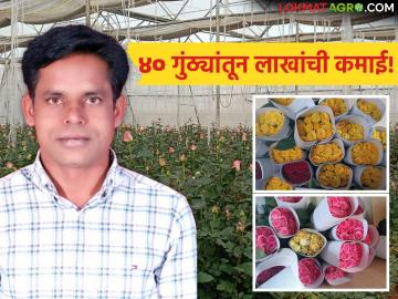 Dutch Roses Farmer Success: डच गुलाबाचा सुपर फॉर्म्युला; दुष्काळी मराठवाड्यात तरुण शेतकऱ्याने केली लाखांची कमाई! - Marathi News | latest news Dutch Roses Farmer Success: Dutch Rose Super Formula; Young farmer earns lakhs in drought-hit Marathwada! | Latest News at Lokmat.com Dutch Roses Farmer Success: डच गुलाबाचा सुपर फॉर्म्युला; दुष्काळी मराठवाड्यात तरुण शेतकऱ्याने केली लाखांची कमाई! - Marathi News | latest news Dutch Roses Farmer Success: Dutch Rose Super Formula; Young farmer earns lakhs in drought-hit Marathwada! | Latest News at Lokmat.com