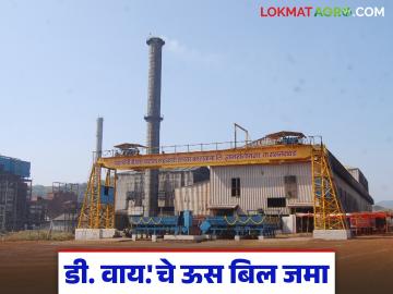 डी.वाय पाटील सहकारी साखर कारखान्याचे ऊस बिल जमा; प्रतिटन कसा दिला दर? - Marathi News | D.Y. Patil Cooperative Sugar Factory's sugarcane bill deposited; How was the price per ton given? | Latest News at Lokmat.com डी.वाय पाटील सहकारी साखर कारखान्याचे ऊस बिल जमा; प्रतिटन कसा दिला दर? - Marathi News | D.Y. Patil Cooperative Sugar Factory's sugarcane bill deposited; How was the price per ton given? | Latest News at Lokmat.com