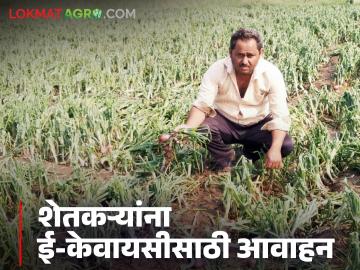Agriculture News : अवकाळी पावसामुळे बाधित शेतकऱ्यांना ई-केवायसी करण्याचे आवाहन, वाचा सविस्तर - Marathi News | Latest News Agriculture News Farmers affected by unseasonal rains urged to do e-KYC, read in detail | Latest News at Lokmat.com