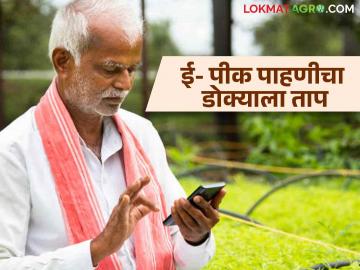E Pik Pahani : ई-पीक पाहणीसाठी सॉफ्टवेअरमध्ये तांत्रिक अडचणी; या करा उपाय योजना. वाचा सविस्तर  - Marathi News | E Pik Pahani : Technical difficulties in the software for e-peak inspection; Do this remedy plan. Read in detail  | Latest News at Lokmat.com