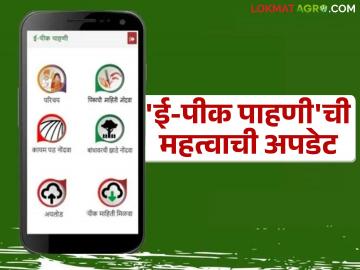 e pik pahani : ई-पीक पाहणीचे मोबाईल अ‍ॅप अपडेट झाले; खरीप पीक पाहणीला सुरवात - Marathi News | e pik pahani : Mobile app of e pik Pahani updated; Kharif crop survey starts | Latest News at Lokmat.com