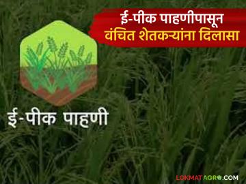E-Pik Pahani offline : ई-पीक पाहणी चुकली तरी चिंता नको; शेतकऱ्यांना ऑफलाइन पीक नोंदणीची संधी वाचा सविस्तर - Marathi News | latest news E-Pik Pahani offline: Don't worry if you miss the e-Pik survey; Farmers have the opportunity to register crops offline, read in detail | Latest News at Lokmat.com