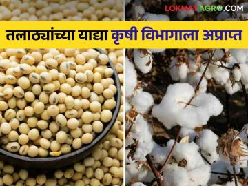 E-Pik Pahani : पीक नुकसानीच्या याद्या कृषी विभागाला अद्याप अप्राप्त; उद्यापासून मदत मिळेल का?  - Marathi News | E-Pik Pahani : Crop damage lists not yet received by Agriculture Department | Latest News at Lokmat.com