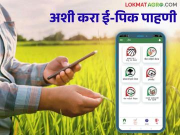 e pik pahani : ई-पीक पाहणी कशी करायची वाचा सविस्तर - Marathi News | e pik pahani : Read how to do e-pik pahani in detail | Latest News at Lokmat.com