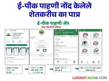 E- Pik Pahani : ई-पीक पाहणी नोंद केलेले शेतकरीच पात्र ; अनुदानापोटी मिळणार शेतकऱ्यांना 'इतके' कोटी - Marathi News | E- Pik Pahani : E-Pik Pahani registered farmers are eligible; Farmers will get 'so many' crores as subsidy | Latest News at Lokmat.com