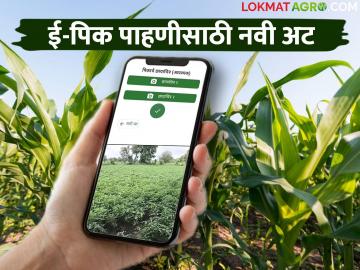 E Pik Pahani : ई-पीक पाहणी करताना पिकाचा असा फोटो काढणे बंधनकारक; वाचा सविस्तर - Marathi News | E Pik Pahani : It is mandatory to take such a photo of the crop while e pik pahani digital crop survey; Read in detail | Latest News at Lokmat.com