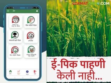वन विभाग पिक नुकसान भरपाई द्यायला तयार पण ई-पिक पाहणी न केल्यामुळे काय झाले? वाचा सविस्तर - Marathi News | Forest Department willing to pay crop damage but not doing e-pick inspection what happened? Read in detail | Latest News at Lokmat.com
