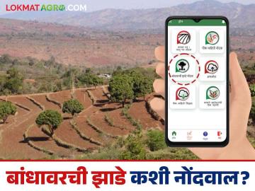 E Peek Pahani : ई-पीक पाहणी करताना बांधावरची झाडे कशी नोंदवाल? पाहूया सविस्तर - Marathi News | E Peek Pahani : How to record trees on the farm bund during e crop survey? Let's see in detail | Latest News at Lokmat.com