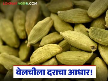 Cardamom : वेलचीसाठी २०२५ हे वर्ष अनुकूल, दर वाढले; उत्पादकांमध्ये आशावाद - Marathi News | 2025 is a favorable year for cardamom, prices increased; optimism among producers | Latest agriculture News at Lokmat.com