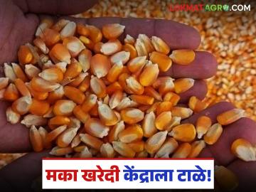 Maize : जळगावमध्ये मका खरेदी केंद्राला टाळे; कोटा वाढवून मिळण्याची प्रतीक्षा - Marathi News | Maize procurement center closed in Jalgaon, waiting for quota increase | Latest agriculture News at Lokmat.com Maize : जळगावमध्ये मका खरेदी केंद्राला टाळे; कोटा वाढवून मिळण्याची प्रतीक्षा - Marathi News | Maize procurement center closed in Jalgaon, waiting for quota increase | Latest agriculture News at Lokmat.com