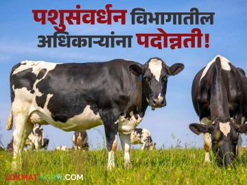 Animal Husbandary : पशुसंवर्धन विभागातील अधिकाऱ्यांना मिळाली पदोन्नती! शासनाचा निवडणुकीच्या तोंडावर निर्णय - Marathi News | Animal Husbandry: Officials in the Department of Animal Husbandry got promoted! Government's decision ahead of elections | Latest agriculture News at Lokmat.com