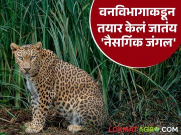 Leopard : बिबट्याचे मानवी हल्ले रोखण्यासाठी वनविभागाकडून बनवलं जातंय नैसर्गिक जंगल - Marathi News | Leopard Forest Department is creating a natural forest to prevent leopard attacks on humans. | Latest agriculture News at Lokmat.com