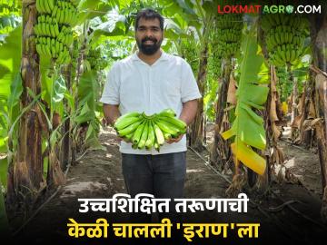 Banana Export : उच्चशिक्षित तरूणाची शेती; पिकवलेली केळी थेट परदेशात! ६० गुंठे क्षेत्रातून मिळणार लाखोंचे उत्पादन  - Marathi News | Banana Export Farm of a highly educated youth; Grown bananas directly abroad! Production worth lakhs will be obtained from an area of 60 gunthas | Latest agriculture News at Lokmat.com