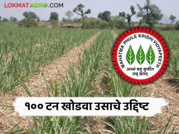६ हजार शेतकऱ्यांना देणार खोडवा उसाचे १०० टनापर्यंत उत्पादन घेण्याचे प्रशिक्षण; कृषी विद्यापीठाचा उपक्रम - Marathi News | 6 thousand farmers will be given training to produce up to 100 tons of sugarcane; An initiative of the University of Agriculture | Latest agriculture News at Lokmat.com