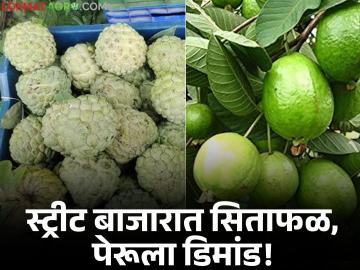Custard Apple and Guava : लोकल बाजाराला खुणावत आहेत सिताफळ आणि पेरू; दर आवाक्यात असल्याने खरेदी वाढली - Marathi News | Custard Apple and guava are hitting the local market, purchases have increased as prices are within reach | Latest agriculture News at Lokmat.com Custard Apple and Guava : लोकल बाजाराला खुणावत आहेत सिताफळ आणि पेरू; दर आवाक्यात असल्याने खरेदी वाढली - Marathi News | Custard Apple and guava are hitting the local market, purchases have increased as prices are within reach | Latest agriculture News at Lokmat.com
