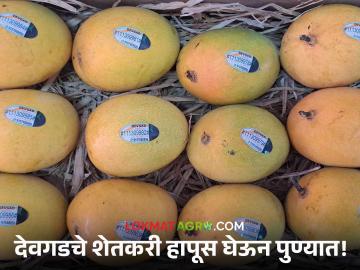 Hapus Mango : स्पेशल देवगडचा हापूस खरेदी करा शेतकऱ्यांकडून! शेतकऱ्यांनीच आयोजित केलाय हापूस महोत्सव - Marathi News | Hapus Mango Buy special Devgad Hapus from farmers! Farmers have organized the Hapus Festival | Latest agriculture News at Lokmat.com