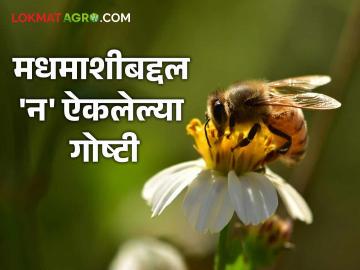 HoneyBee : सर्वांत मोठी, सर्वांत छोटी, जगातील ८० टक्के परागीभवन ते रॉयल जेली! जाणून घ्या मधमाशीबद्दलच्या 'या' रंजक गोष्टी - Marathi News | HoneyBee Biggest, Smallest, 80% of the World's Pollination to Royal Jelly! Learn these interesting facts about bees | Latest agriculture News at Lokmat.com