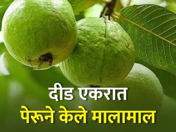 दीड एकरातील पेरू पिकाने शेतकऱ्यास केले मालामाल - Marathi News | One and a half acres of guava made goods | Latest agriculture News at Lokmat.com