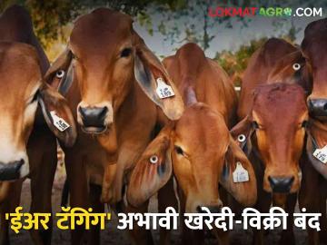बाजारात 'ईअर टॅगिंग' नसलेल्या जनावरांची खरेदी-विक्री बंद - Marathi News | Sale and purchase of animals without 'ear tagging' in the market is closed | Latest News at Lokmat.com