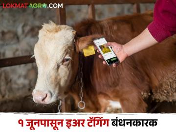 Animal Ear Tagging राज्यात २ कोटी ४४ लाख जनावरांचे टॅगिंग पूर्ण - Marathi News | Completed tagging of 2 crore 44 lakh animals in the state | Latest News at Lokmat.com